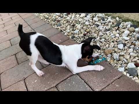 Mini Rat Terrier AKC Certified Pedigree (3 months old)