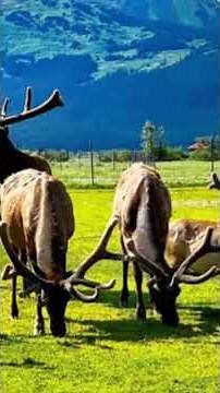 Top 5 Things to do in Anchorage Alaska