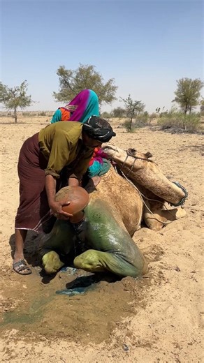 البحث عن الراحة في الشمس الحارقة وشوق المالك الذي جرب كل ما في وسعه لتبريد الجمل