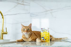 Complete & Natural Wet Food for Cats | Little BigPaw
