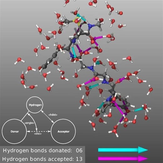 LAMMPS Graphics Demo showing hydrogen bonds between a peptide and its solvation shell. #science