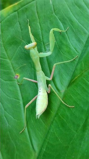The cute behavior of a praying mantis walking on the surface of a leaf. #PrayingMantis #Insect