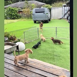 5.3K views · 276 reactions | This German Shepherd Dog Is FUNNIER Than You Can | Whispers in the Dark | Facebook