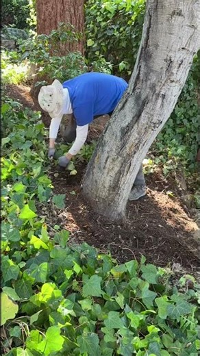Tree Base Ivy Clearing #satisfying #garden #landscape