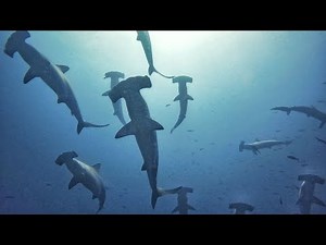 Galapagos Islands Scuba Adventure: 8-Day Liveaboard on the Tiburon Explorer | Best Diving of My Life