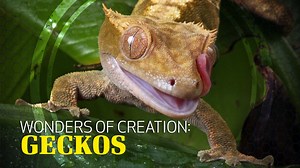 Wonders of Creation: Geckos - Apologetics Press
