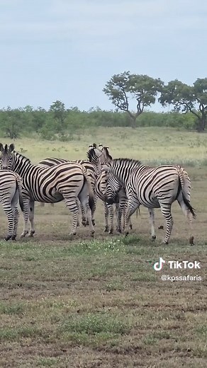 Zebra and Wildebeest Symbiotic Relationship Explained