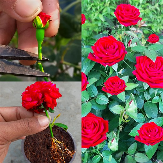413K views · 3.8K reactions | How To Growing Rose Tree From Rose Buds With Use Natural Hormone | Rana Craft | Facebook