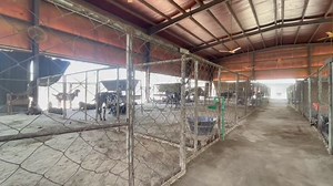 8- Goat Reproduction - Breeding, Pregnancy & Kidding / بکریوں میں کراسنگ حمل اور پیدائش کے معاملات | Goat Land Farms