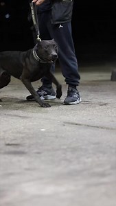 Meet Falcon - Cannis panther 🇺🇸 The definition of perfect protection dog it’s majestic and powerful attributes make it one of the most versatile breeds Owners @centralkingdom @designerdogsuk If you’re interested in content like this & collaborating with us Drop us a DM @pawpointuk ➖ ➖ ➖ #canispanther #protectiondog #protection | PAW POINT UK