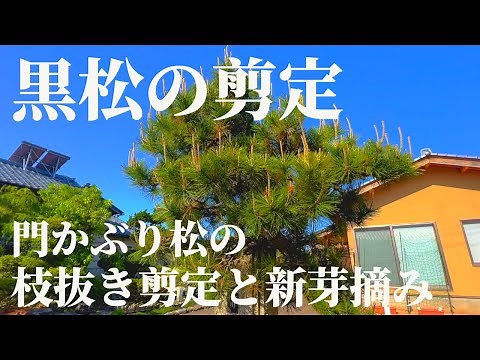 【黒松の剪定 #8】春の黒松の剪定！門かぶり松の枝抜き剪定と新芽を摘む手入れ！