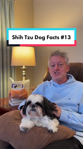 Shih Tzu Grooming: Easy Maintenance, High Care