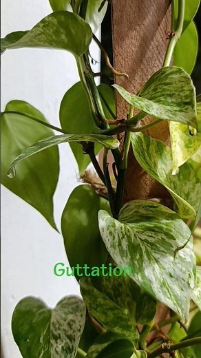 What is Guttation? #evaporation Vs Guttation 🌳
