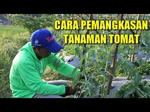 HOW TO PRUNING TOMATO PLANTS FOR MAXIMUM FRUIT PRODUCTION