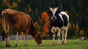 Two cows beneath the autumn forest