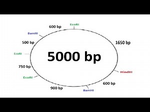Plasmid Mapping Tutorial (Triple Digest) Part 3: Standard Curve Plot