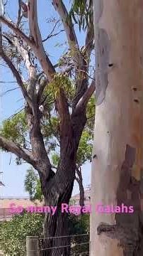 So many Royal Galahs flying amazing