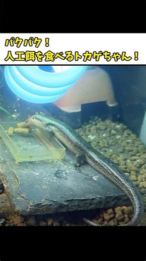 Japanese lizards happily gobbling up artificial reptile food! [Feeding, Reptiles, Pet Care]
