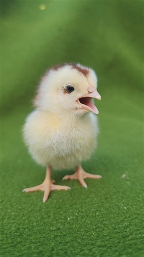 Cutie baby chicken sweet sounds 🐥🐔 #Chicken #babyhen #trending