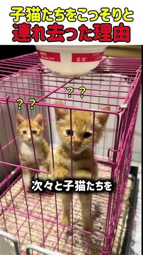 [Touching] A woman keeps taking away kittens one after another lol. When you find out the reason,...