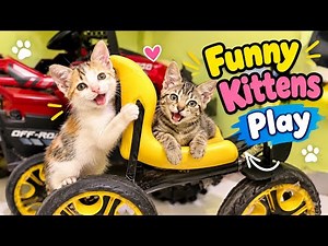Two tiny troublemakers, endless giggles! Watch these adorable kittens play, jump and have fun! 🐾
