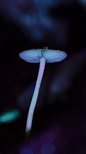 32K views · 5.6K reactions | I went to Puzzlewood, Forest of Dean,...