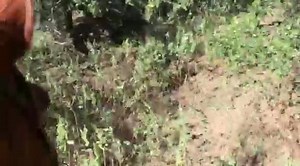 13K views · 326 reactions | Wild Cow Catchin' with the Barrett boys. My boys are 16, 15, and 10. Part 1 of 3. | The Grit & Barrett Podcast Show With Wild Will | Facebook