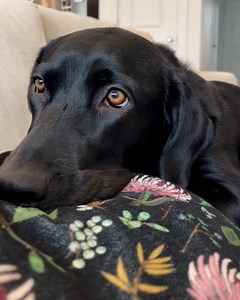 1.6M views · 21K reactions | Such a cute moment ❤️ | Furry Tails | Facebook