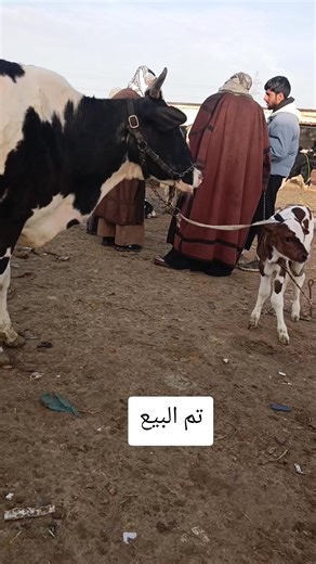 فيديوهات أنشأها ابو علي لبيع وشراء الابقار (@k4_qbo) باستخدام الصوت الأصلي - داكشن؟🥷