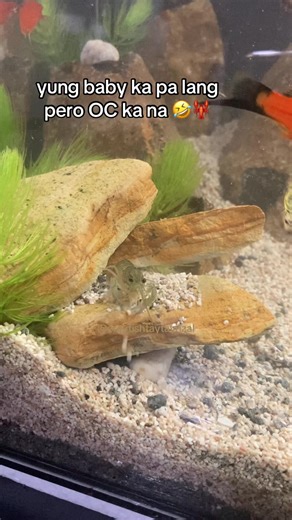 Discovering Crayfish Farming in Taytay Rizal