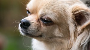 Pet Chihuahua Dies in Blazing Van After Jumping in to Save Owner