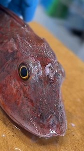 The advanced fish cleaning technique | ARK action