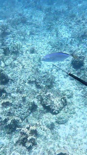 Beautiful Jackfish | Polespearing