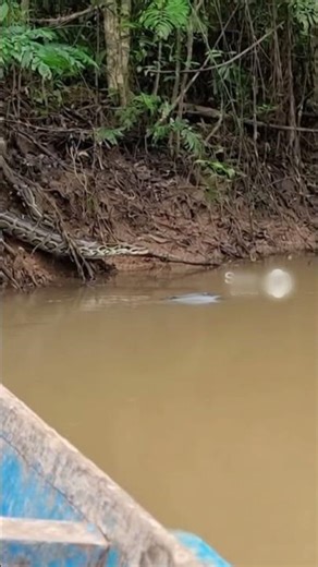 python catching fish