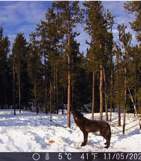 Be the Light You Search For — Wild Wolves & Trailcam Moments