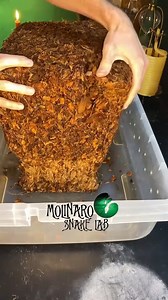 451K views · 4K reactions | Let's prepare a substrate! | The Molinaro Snake Lab | Facebook