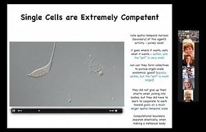 Michael Levin: “Non-neural, developmental bioelectricity as a precursor for cognition” – Lifeboat News: The Blog