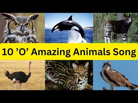 Outstanding O Outdoors: 10 Amazing Animals Starting with 'O' Song for Kids