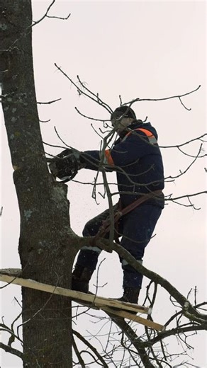 🔍 A Fun Fact from the Tree Pros