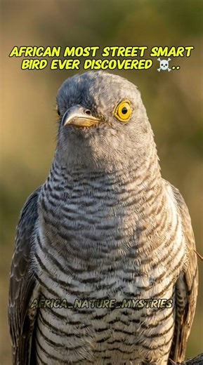 Africa most street smart bird.. The CUCKOO