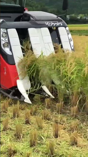 Kubota combine harvester DR472 クボタの4条72馬力コンバインで刈り取りSTAR🏃‍♂️