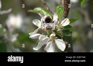 Buff-tailed bumblebee (Bombus terrestris) a bee flying insect found in the UK and Europe which has yellow bands across its abdomen and a white tail, wildlife nature stock video footage clip Stock Video Footage - Alamy