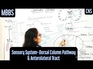 Sensory System- Dorsal Column Pathway, Anterolateral Tract #mbbs #medicine #neetpg #usmle
