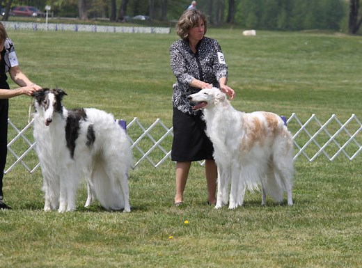 Russian Dog Commands (List, Audio, Pronunciation)