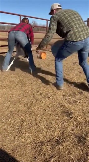 When a wolf attacked a domestic deer a brave rescue saved the day #wildlife #nature #animalrescue