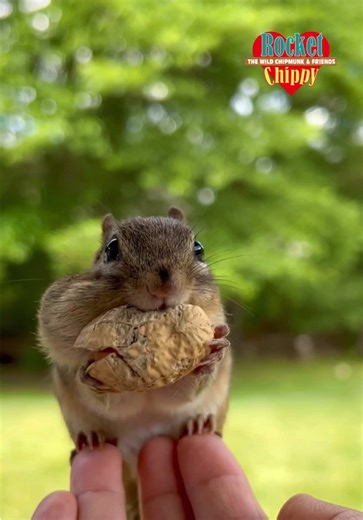 Meet Rocket the Adorable Chipmunk!
