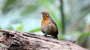 O BELO UIRAPURU VERDADEIRO, UMA RARIDADE NA NATUREZA | Canto de Pássaros