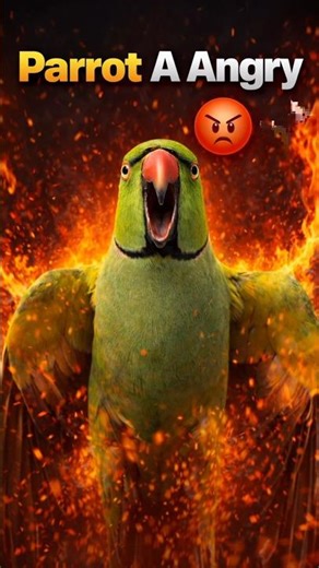 My parrot a very Angry