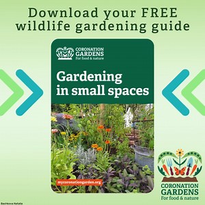 From balconies to bare yards, our FREE guide has everything you need to know about gardening in small spaces! 🌱 Every tiny patch of wildlife-friendly garden is one more link in the chain. Your pot of marigolds on your window-sill could be just the right pitstop for a passing bee. 🐝 Your front door rosemary bush could be exactly what those ladybirds were waiting for. Your bare concrete yard could be transformed with just a few planters and ponds. It doesn't matter how small or large your growin