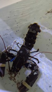 🦞 JUST HATCHED 🦞 A short video of Pamela, one of our hens, hatching tiny baby lobsters! This is a super rare sight, as lobsters are nocturnal, so usually hatch at night! 🌙 They stand tall on their legs and push their tail up, almost like a handstand and flick their feathery swimmerets (or pleopods) quickly to disperse the larvae, as you can see in the video. In the wild, the larvae are on their own from this point on, and few are likely to survive. In the hatchery, however, we give them a hel